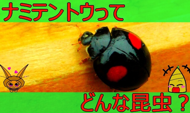 Thumbnail of post image 078